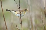 Willow Warblerborder=